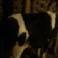 گوساله سمیتال ماده وزن حدودا ۲۲۰