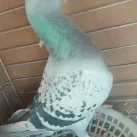 گردنبند ک ف ت ر ما د ه ب ش ر ط معاوضه بانر