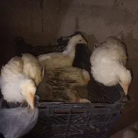 جوجهخانگی