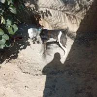 سگ البای روس|سگ|بوشهر, |دیوار