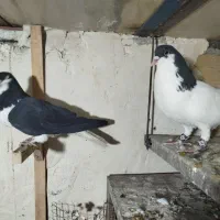 کبوتر سیاهپوش|پرنده|الوند, |دیوار