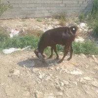 بز نر و ماده دجیجه