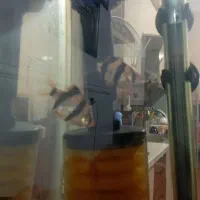 ماهی گیاه خوار