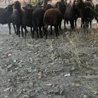 20راس میش جوان شکم پر