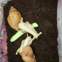 حلزون آچاتینا