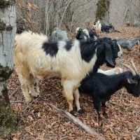 بز...|حیوانات مزرعه|مینودشت, |دیوار