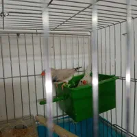 فنچ باجوجه|پرنده|قم, انسجام|دیوار