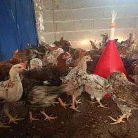نیمچه جوجه مرغ و خروس گلپایگانی
