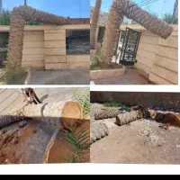 قطع نخل و درختان مزاحم و خرید چوب مرکبات