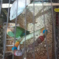 یک جفت طوطی برزیلی|پرنده|صومعه‌سرا, |دیوار