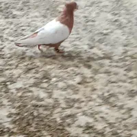 کبوتر دمسفید سینه دم سیاه
