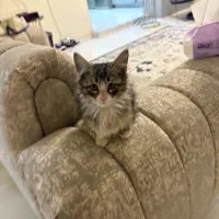 واگذاری گربه|گربه|تهران, درب دوم|دیوار