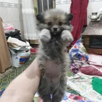 فروش فوری ویژه توله سگ