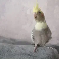 عروس هلندی|پرنده|تاکستان, |دیوار