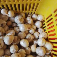 موسیر کوهی تازه ۳۸۰