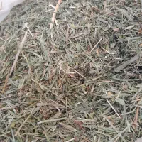 علف همه گیاه|لوازم جانبی حیوانات|دهگلان, |دیوار