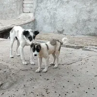 ماده گمشده|حیوانات|بجنورد, |دیوار