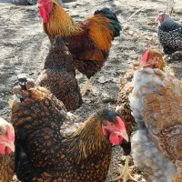 ویاندوت بلورد جی اس جی