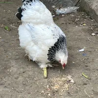 تخم نطفه دار برهما لایت اصیل|حیوانات مزرعه|رودسر, |دیوار