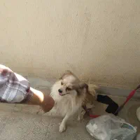 سگ روباهی خونگی عروسکی