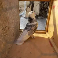 یک جفت هما سرور