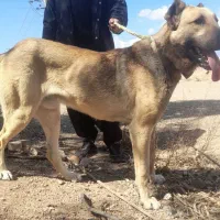 سگ سرابی و پژدر  عراقی