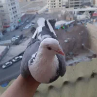 کبوتر  معاوضه باطوطی برزیلی  یا مرغ ،نقد جفت ۵۰۰