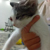گربه خونگی دوماه