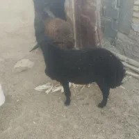 یک راس بره نر قزل افشاری برای نسل کشی