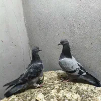 جوجه پلاکی و کرمانی