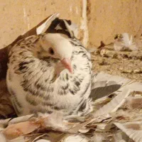 کبوتر طوقی|پرنده|کلاترزان, |دیوار