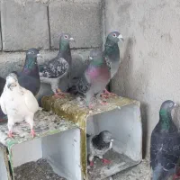 کبوتر پلاکی معاوضه بامرغ عشق عروس هلندی