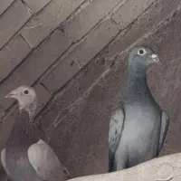 معاوضه آلمانی با نقش