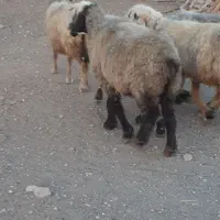 بز میش گوسفند
