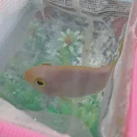 ماهی پرت نقره ای باله زرد