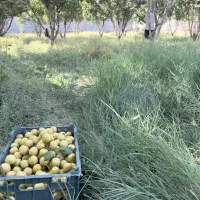 باغ-مناسب-ویلا-خسروشاه-کوی-پزشکان