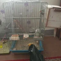 عروس هلندی مولد|پرنده|بروجرد, |دیوار