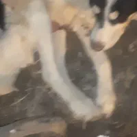 الابای نگهبان|سگ|خرم‌آباد, |دیوار