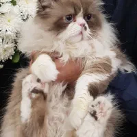 گربه رگدال نر