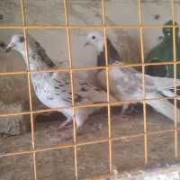 کوهی|پرنده|ملایر, |دیوار