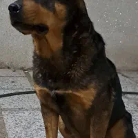 سگ روتوایلر اصل