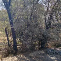 فروش یک قطعه زمین کشاورزی مناسب جهت احداث گلخانه|فروش زمین و ملک کلنگی|عسگران, |دیوار