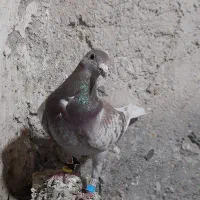 کبوتر بور‌مگس مسافتی