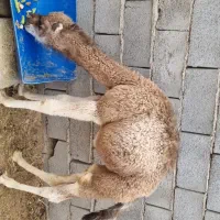 زمین برا ی خونه باغ یا سوله