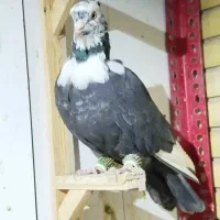 کبوتر رنگی پرشی|پرنده|مشهد, اقبال|دیوار