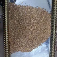 گندم درجه یک دیم