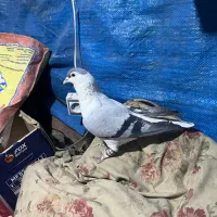 ساده افغانی پرشی