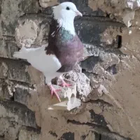 طوقی سرخ|پرنده|مشهد, نیزه|دیوار