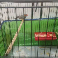 فنچ زبرا نر|پرنده|کارون, |دیوار