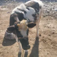 گاوگوساله ماده جوان|حیوانات مزرعه|ماهیدشت, |دیوار